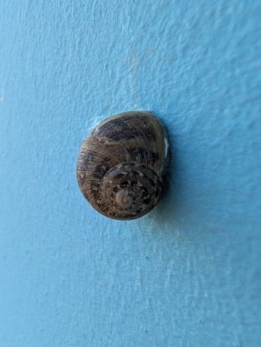Cornu aspersum