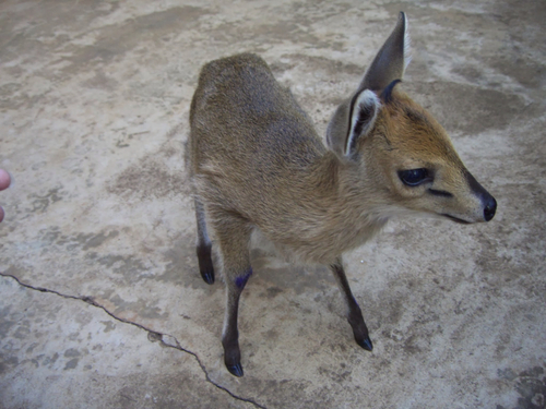 Bush Duiker