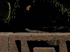 Sceloporus occidentalis longipes