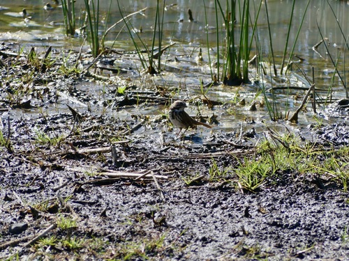 Rio Lerma Song Sparrow