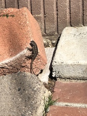 Sceloporus occidentalis longipes