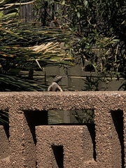 Sceloporus occidentalis longipes