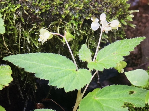 shining begonia