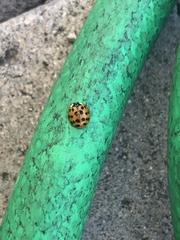 Harmonia axyridis