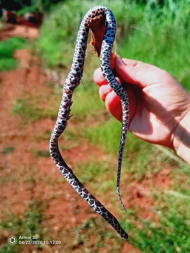 Spot-bellied Slug-eating Snake