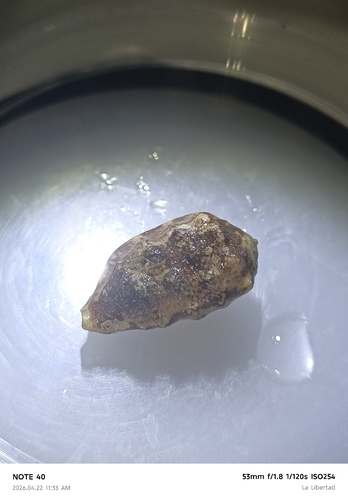 Morum tuberculosum observed 2026-04-22
