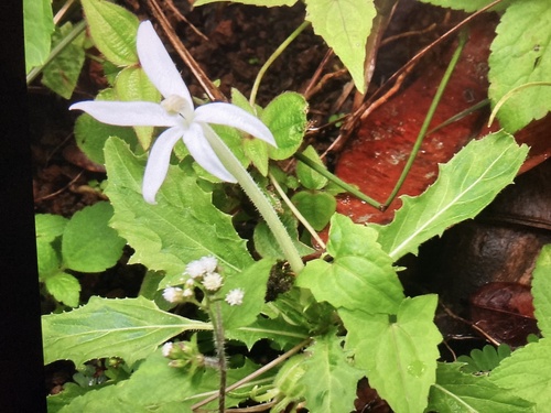 Star of Bethlehem
