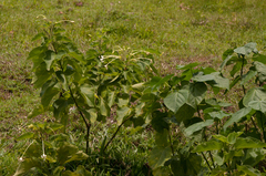 Clerodendrum rotundifolium