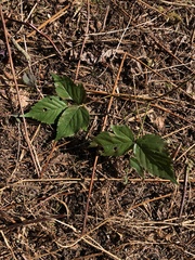 Rubus pubescens