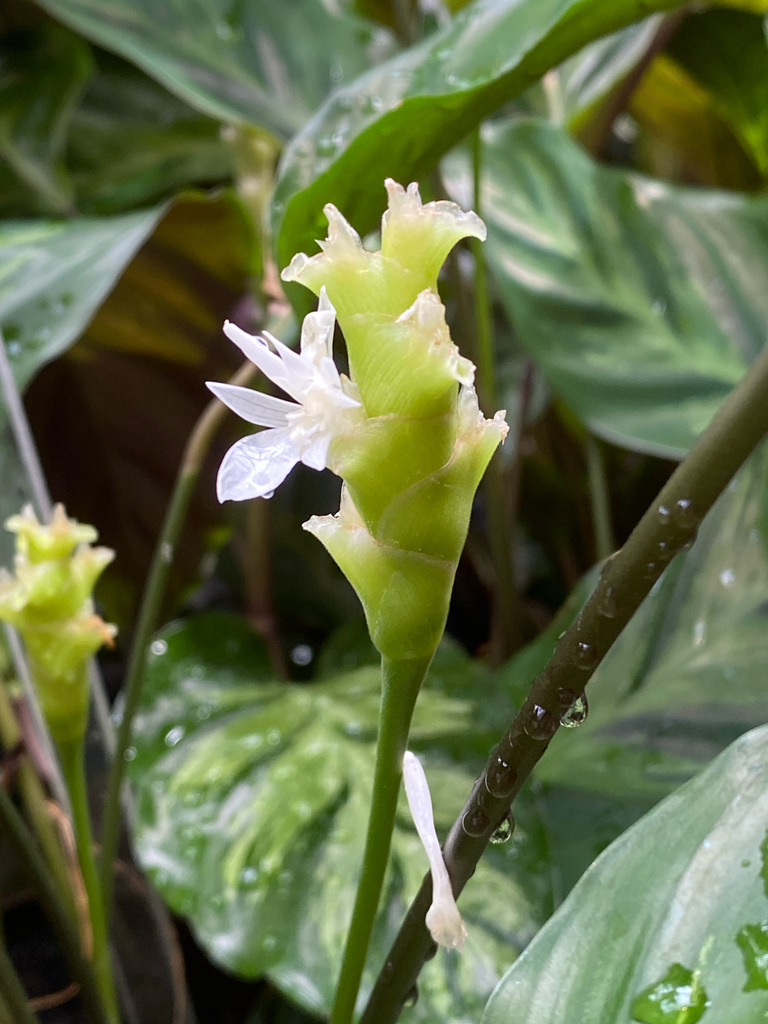 Goeppertia albertii