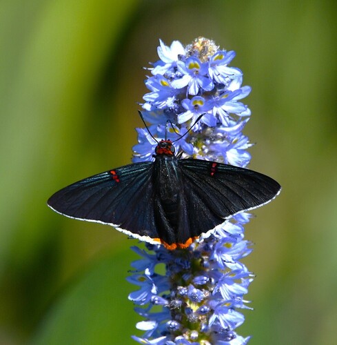 Southern Guava Skipper