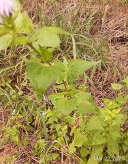 Tamaulipa azurea