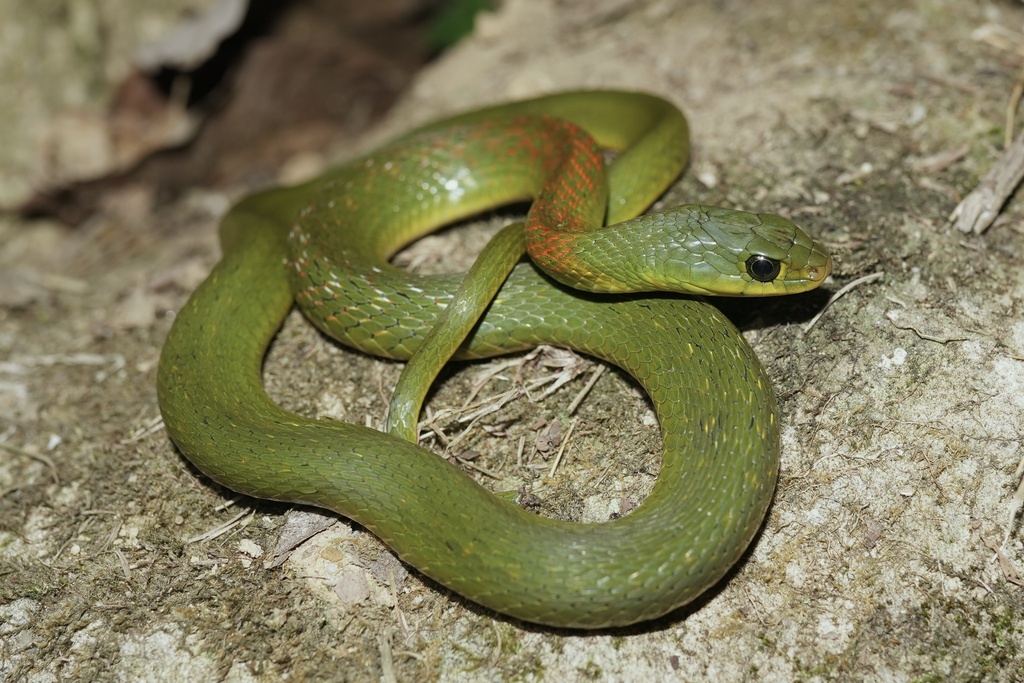 Hainan Island Keelback Snake