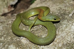 Hainan Island Keelback Snake photo 1