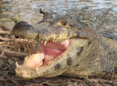 Yacare Caiman photo 5