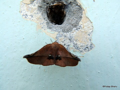 Garaeus