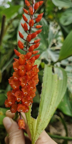 Elleanthus oliganthus (Poepp. & Endl.) Rchb.f.