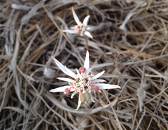 Euphorbia radians