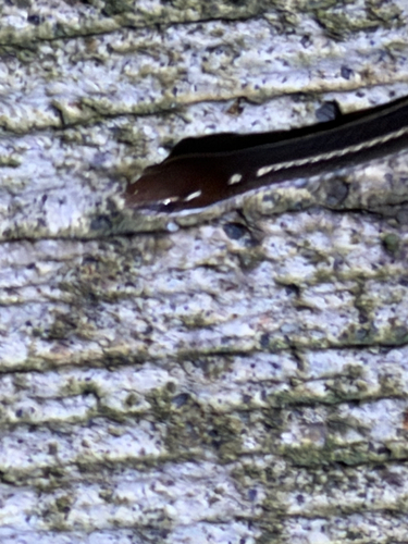 Adorned Graceful Brown Snake