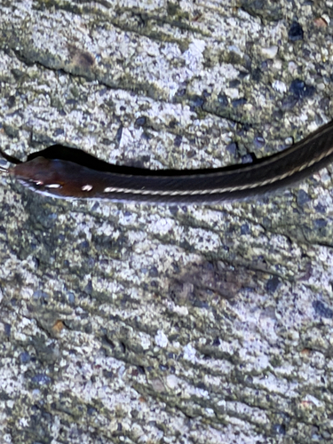 Adorned Graceful Brown Snake