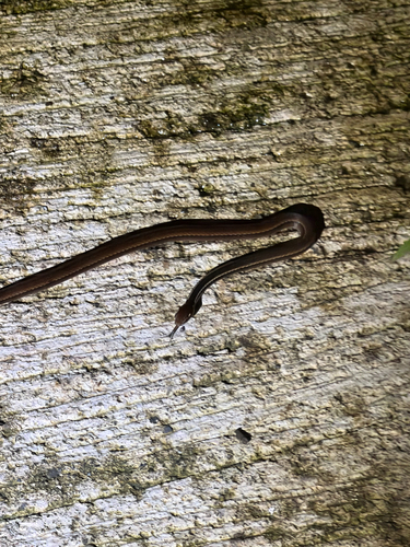 Adorned Graceful Brown Snake
