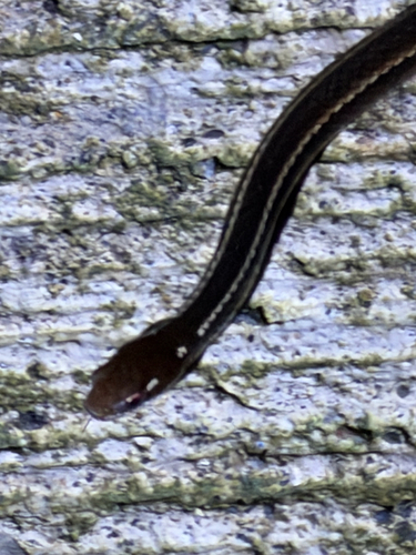 Adorned Graceful Brown Snake