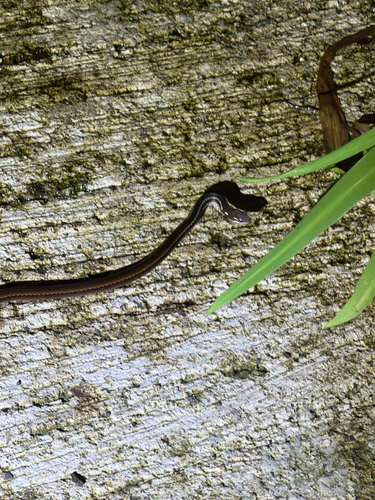 Adorned Graceful Brown Snake