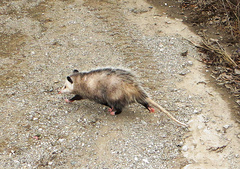 Didelphis virginiana