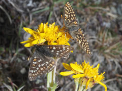 Euphydryas aurinia debilis