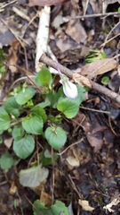 Viola rostrata