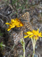 Euphydryas aurinia debilis
