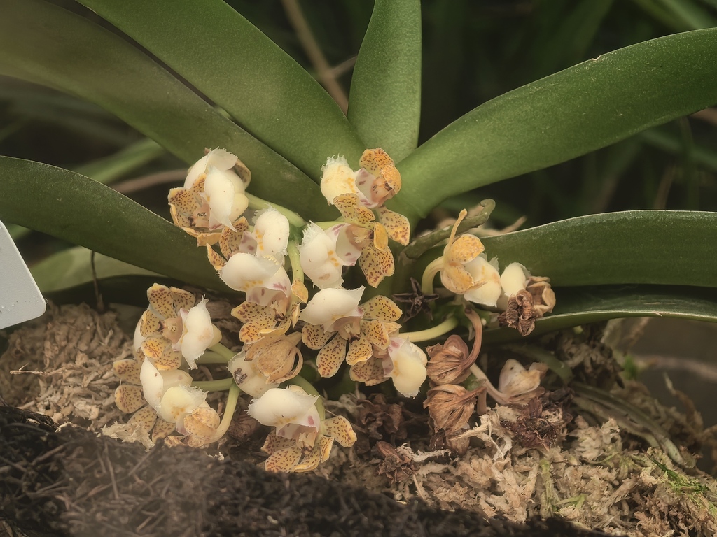 Gastrochilus hainanensis (Gastrochilus hainanensis)