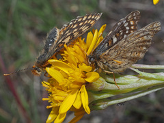 Euphydryas aurinia debilis