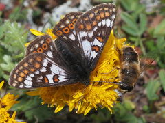 Euphydryas cynthia