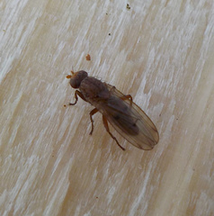 Sphaeroceroidea
