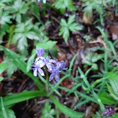 Scilla bifolia