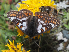 Euphydryas cynthia