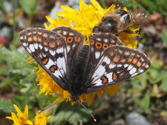 Euphydryas cynthia