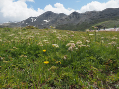 Mutellina purpurea