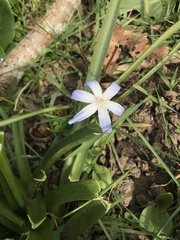 Scilla forbesii