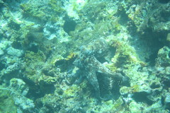 Octopus insularis