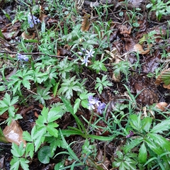 Scilla bifolia