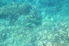 Gymnothorax funebris
