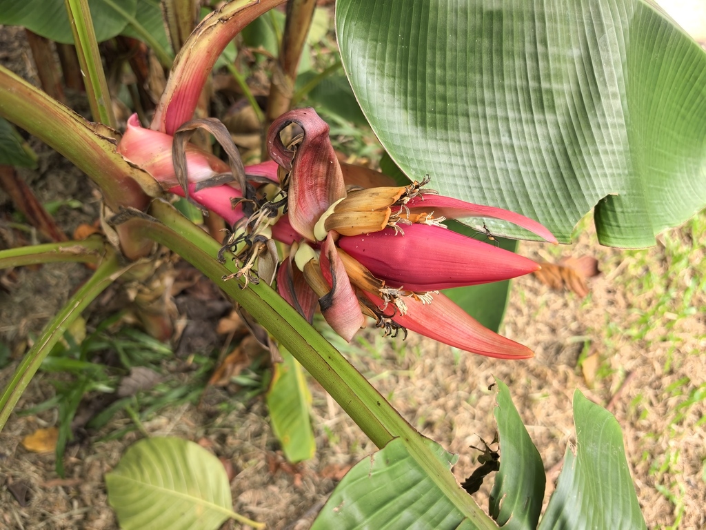 Musa rubinea