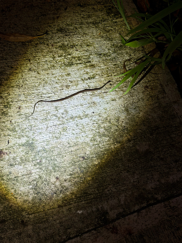 Adorned Graceful Brown Snake