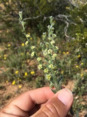 Lappula occidentalis cupulata