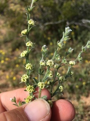 Lappula occidentalis cupulata