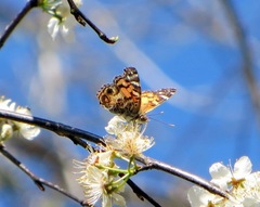 Vanessa virginiensis