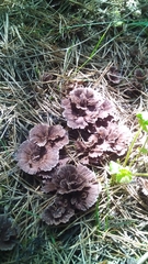 Thelephora caryophyllea