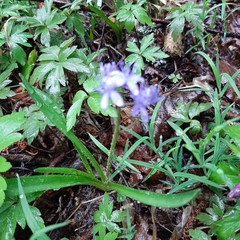 Scilla bifolia